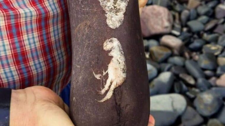 J'ai découvert un jeune dinosaure ? Le mystère de la magnifique roche révélée au paléontologue 1 La roche étrange avec l'image d'un petit dinosaure. Crédit : Stuart Shaw / Dean Lomax / Facebook