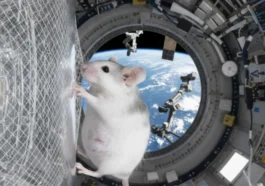 La Chine fait un grand pas vers l'exploration de Mars : les rats sont prêts pour l'aventure !