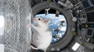 La Chine fait un grand pas vers l'exploration de Mars : les rats sont prêts pour l'aventure !