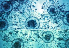 Le Bangladesh détecte un virus de chauve-souris transmis aux humains : 5 cas, symptômes grippaux et encéphalite 47 Illustration de particules virales : l'étude a détecté le Pteropine orthoreovirus (PRV) chez des cas humains au Bangladesh / Photo : iStock