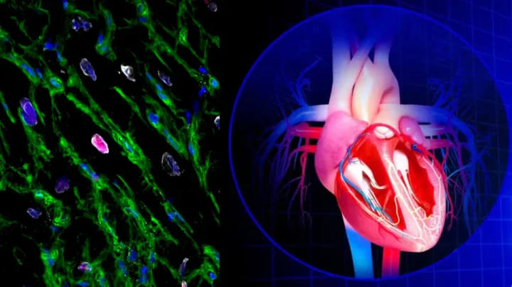 Le cœur humain se régénère enfin : une découverte qui pourrait révolutionner le traitement des crises cardiaques 3 Le coeur humain se regenere enfin une decouverte qui.webp