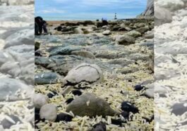 Le phénomène étrange de la plage envahie par les frites : d'où viennent-elles 9 Image