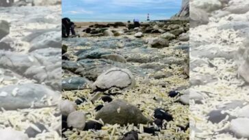 Le phénomène étrange de la plage envahie par les frites : d'où viennent-elles 7 Image