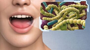 Les bactéries de la bouche pourraient être la clé pour lutter contre l'obésité 17 Les bactéries présentes dans la bouche sont au centre d'une étude qui analyse le lien entre le microbiome oral et l'obésité / iStock