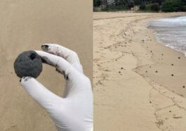 Les "palle di cacca" sur les plages de Sydney. Crédit : Conseil municipal de Randwick City