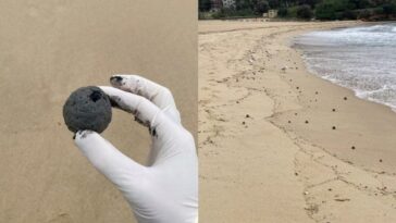 Les plages de Sydney envahies par des "boules douteuses" : une solution à 2 milliards de dollars dévoilée 27 Les "palle di cacca" sur les plages de Sydney. Crédit : Conseil municipal de Randwick City
