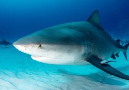 Squalo leuca (Carcharhinus leucas). Crédit : iStock