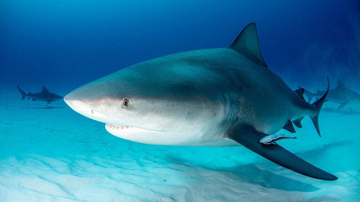 Non, ce n'est pas un requin taureau qui a tué le garçon de 12 ans à Sydney : découvrez l'espèce concernée 2 Squalo leuca (Carcharhinus leucas). Crédit : iStock