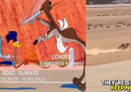 À gauche, Beep Beep et Will le Coyote dans un extrait du court-métrage Forza Andiamo ! Crédit : Wikipédia. À droite, la vidéo virale de la course sur les réseaux sociaux. Crédit : TikTok