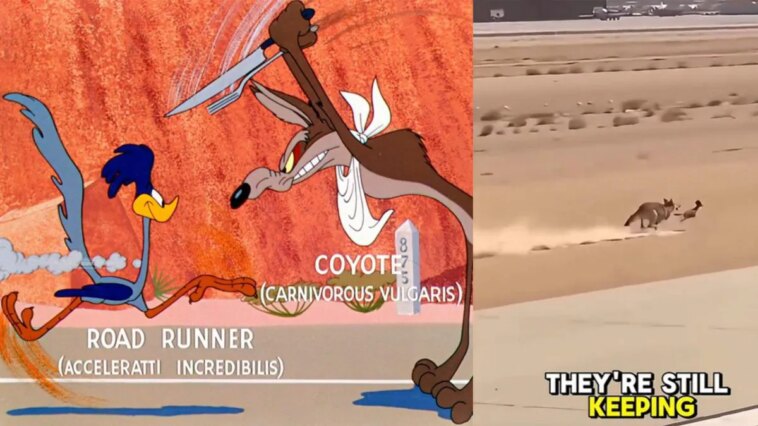 Pourquoi le buzz autour du coyote poursuivant "Beep Beep" est un montage réalisé par une IA 1 À gauche, Beep Beep et Will le Coyote dans un extrait du court-métrage Forza Andiamo ! Crédit : Wikipédia. À droite, la vidéo virale de la course sur les réseaux sociaux. Crédit : TikTok