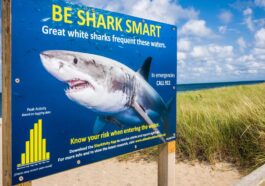 Qu'est-ce que la ceinture anti-requin d'Erika Fox, la triathlète peut-être victime d'un "Grand Blanc" 43 Un panneau avertissant de la présence de grands requins blancs dans l'eau