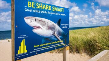 Qu'est-ce que la ceinture anti-requin d'Erika Fox, la triathlète peut-être victime d'un "Grand Blanc" 27 Un panneau avertissant de la présence de grands requins blancs dans l'eau