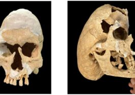 Le crâne d'un chevalier tué au combat. Crédits : Ressiech et al./Heritage