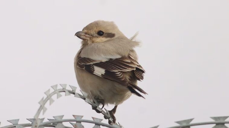 Un oiseau très rare aperçu en Ligurie : les photos de la pie-grièche venue d'Orient 1 L’averla maggiore beccopallido photographiée sur le littoral de Multedo, en Ligurie. Crédit : Gianni Lucchi