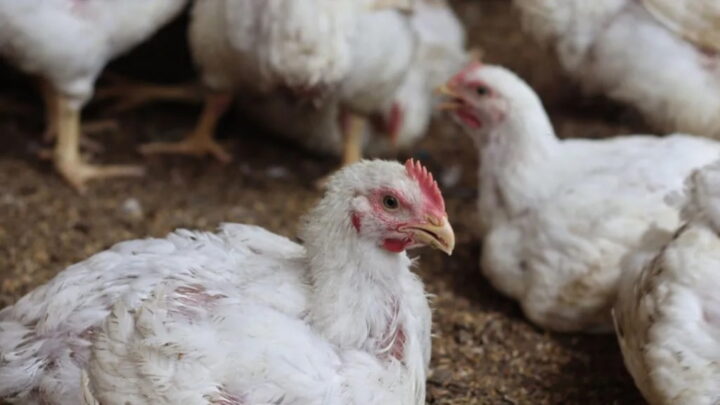 Un spécialiste avertit : le monde ignore la menace de la grippe aviaire 3 Un specialiste avertit le monde ignore la menace de