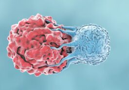 Illustration d'une cellule T du système immunitaire attaquant une cellule tumorale / iStock