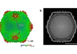 Le nouveau virus géant japonais Ushikuvirus. Crédit : Professeur Kazuyoshi Murata de l'Institut national des sciences naturelles (NINS) Source de l'image : https://journals.asm.org/doi/10.1128/jvi.01206–25