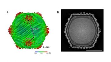 Un virus colossal découvert au Japon : pourquoi l'Ushikuvirus est crucial pour les scientifiques 19 Le nouveau virus géant japonais Ushikuvirus. Crédit : Professeur Kazuyoshi Murata de l'Institut national des sciences naturelles (NINS) Source de l'image : https://journals.asm.org/doi/10.1128/jvi.01206–25
