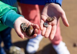 Une petite fille fait une découverte incroyable en ramassant un caillou sur une plage du pays de Galles 8 Image