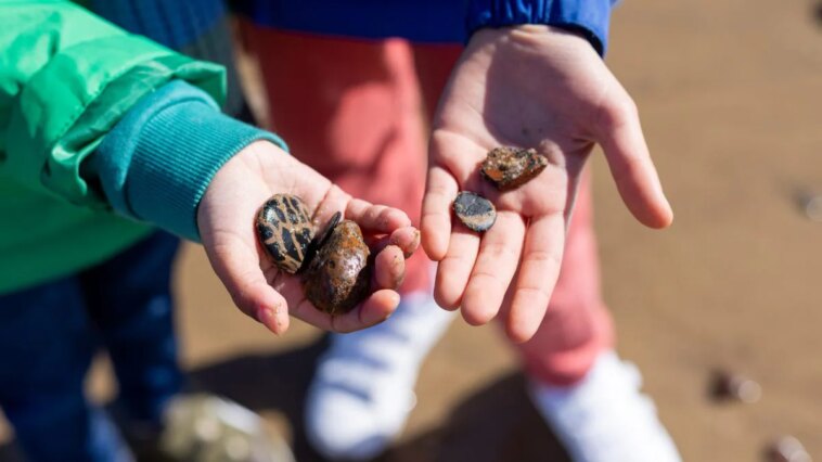 Une petite fille fait une découverte incroyable en ramassant un caillou sur une plage du pays de Galles 1 Image