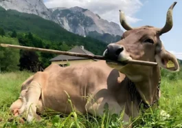 Une vache autrichienne révèle l'utilisation flexible et complexe d'un outil pour la première fois