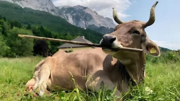 Une vache autrichienne révèle l'utilisation flexible et complexe d'un outil pour la première fois