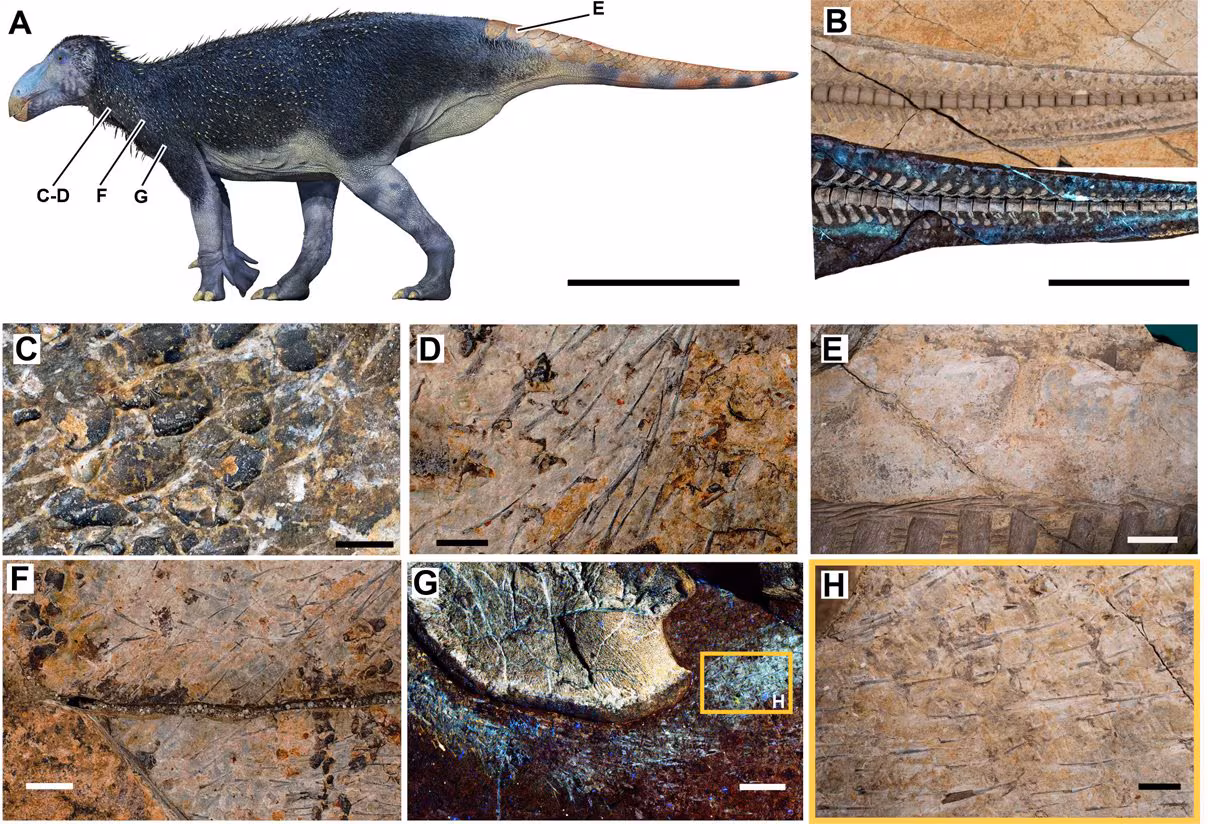 Le "drago épineux" possédait une armure d'épines jamais observée auparavant chez les dinosaures : des paléontologues fascinés 4 Les structures tégumentaires de Haolong dongi. Crédit :
