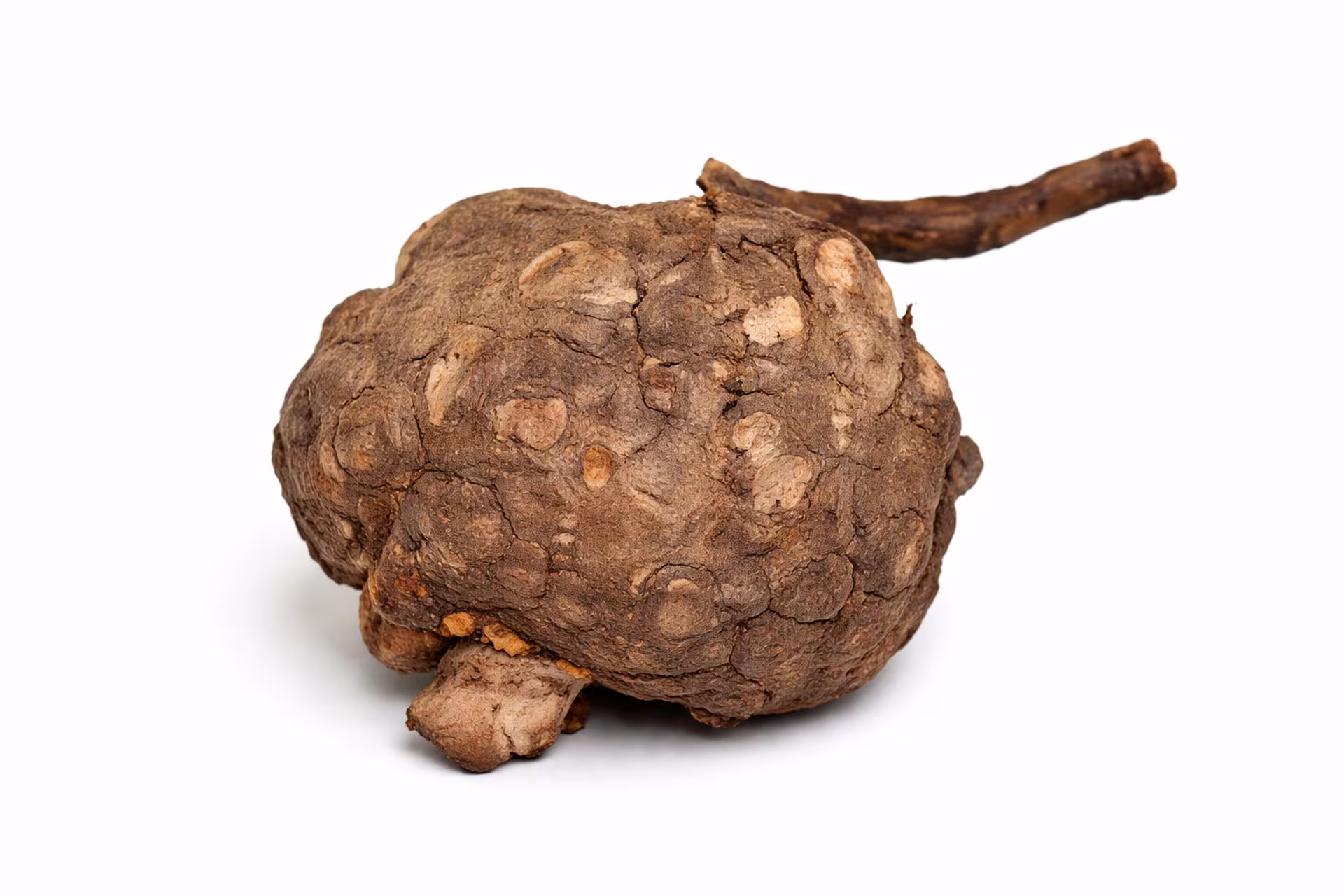 Racine de Polygonum multiflorum, plante utilisée depuis des siècles dans la médecine traditionnelle chinoise / Crédit : Journal of Holistic Integrative Pharmacy 2026