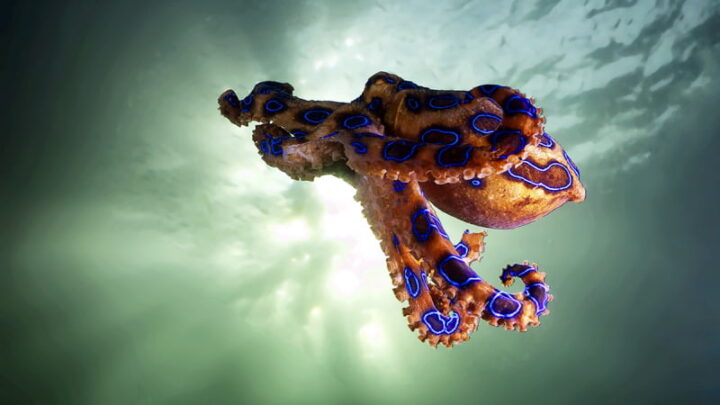 Cet animal semble être un bijou des mers, mais le toucher peut être une erreur mortelle 3 1770843404 177 Cet animal semble etre un bijou des mers mais le