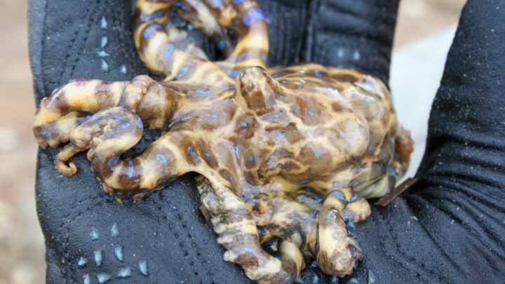Cet animal semble être un bijou des mers, mais le toucher peut être une erreur mortelle 4 1770843404 325 Cet animal semble etre un bijou des mers mais le