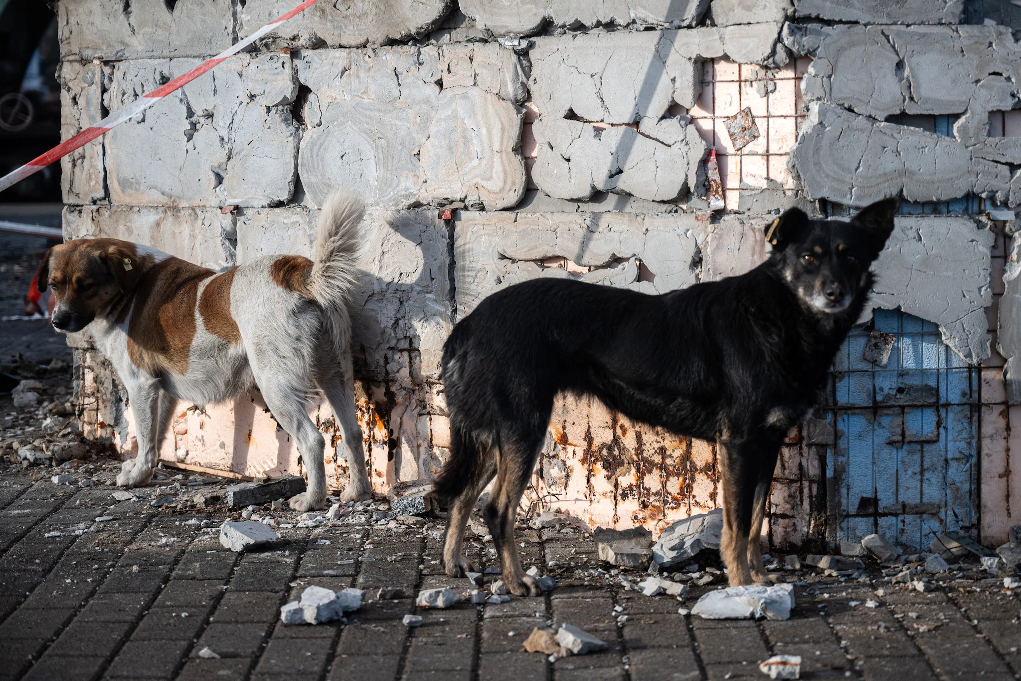 La guerre en Ukraine a métamorphosé les chiens : une étude révèle l'impact de la cruauté humaine 4 Chiens errants en Ukraine. Crédit : Getty