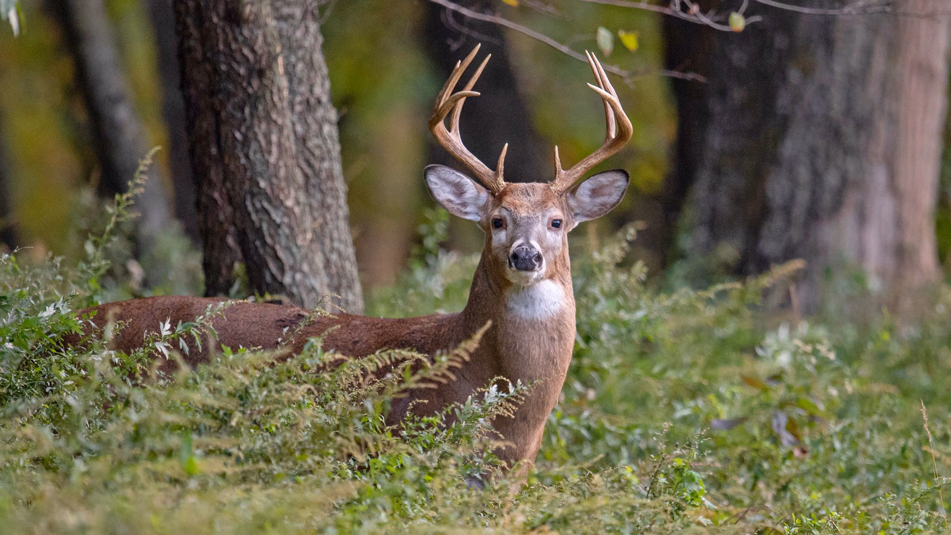 Mystère dans la forêt : des cerfs laissent des traces lumineuses ultraviolettes inédites 3 Cervidé à queue blanche. Crédit : iStock