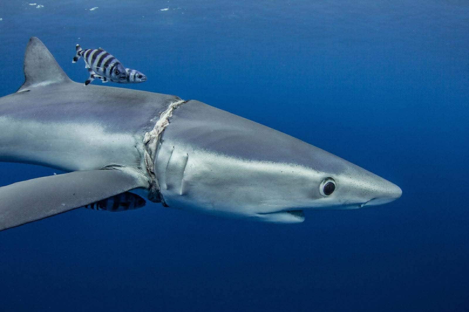 Ils sauvent à la main un requin gravement mutilé par le plastique : découvrez le récit de cet acte héroïque 6 Le requin blessé. Crédit : Martijn Schouten