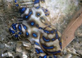 Cet animal semble être un bijou des mers, mais le toucher peut être une erreur mortelle