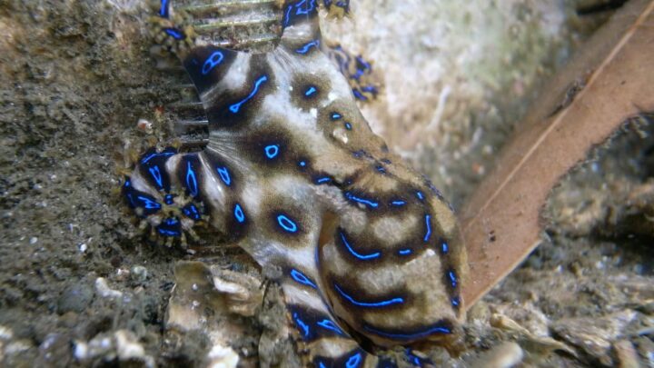 Cet animal semble être un bijou des mers, mais le toucher peut être une erreur mortelle 2 Cet animal semble etre un bijou des mers mais le