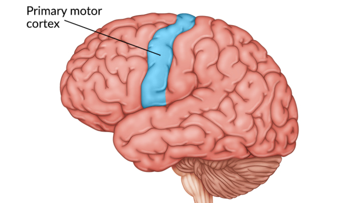 La maladie de Parkinson : bien plus qu'une simple perturbation du mouvement, elle impacte tout un réseau cérébral ! 3 La maladie de Parkinson bien plus quune simple perturbation