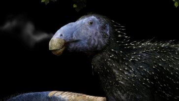 Le "drago épineux" possédait une armure d'épines jamais observée auparavant chez les dinosaures : des paléontologues fascinés 19 Représentation du "drago spinoso". Crédit : FM