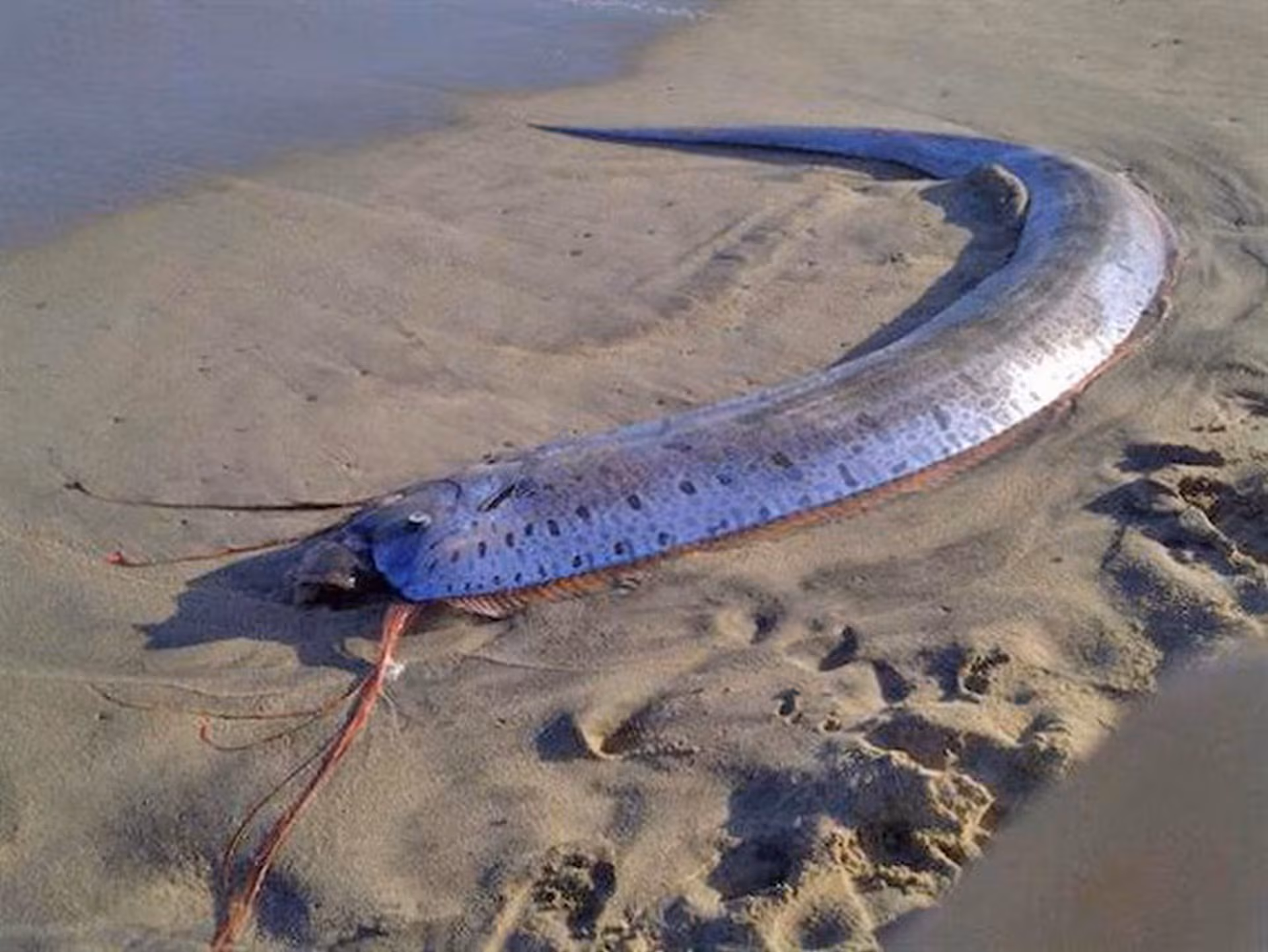 Deux poissons échoués sur une plage au Mexique, le sauvetage en vidéo : “On dirait qu'ils sortent d'un film de science-fiction” 4 Poisson remo échoué. Crédit : Katia Cao