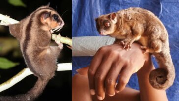 Ces deux espèces disparues depuis 6.000 ans ont vraiment su se cacher ! 4 Deux marsupiaux