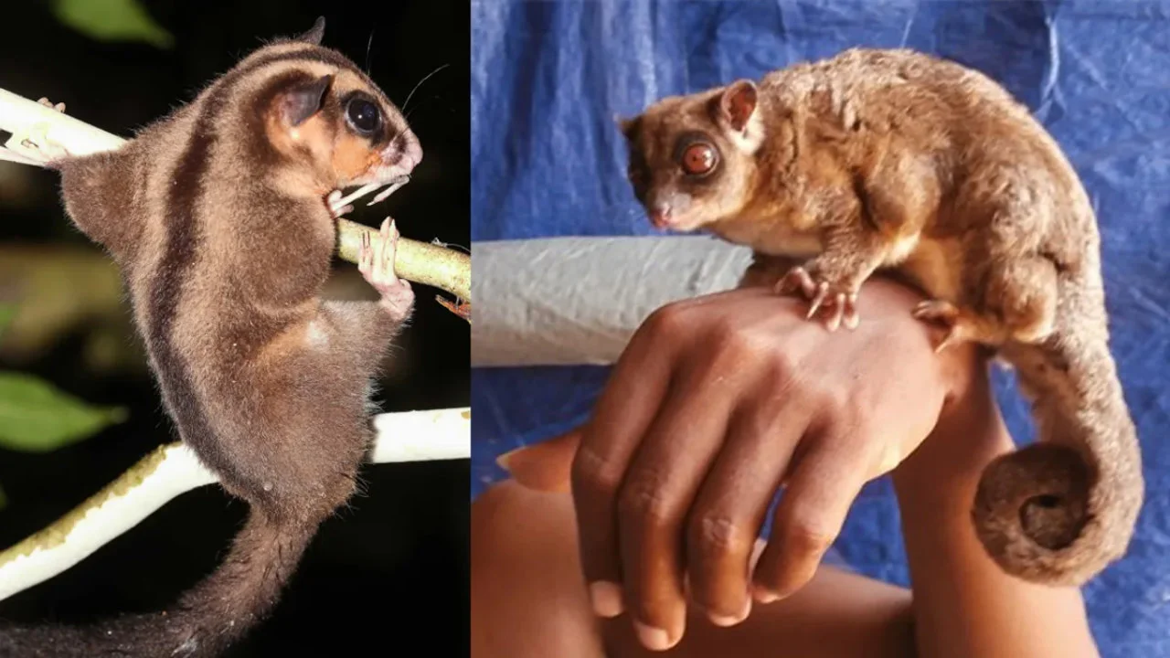 Ces deux espèces disparues depuis 6.000 ans ont vraiment su se cacher ! 2 Deux marsupiaux
