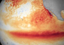 Anomalie de la température de surface du Pacifique équatorial lors d'un événement El Niño. Crédits : NOAA.