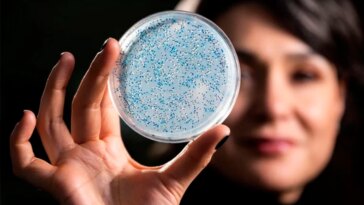 Elle a 3,2 milliards d'années et révèle les secrets de l'origine de la vie : elle renaît ! 22 Tiene 3.200 millones de años y la clave para conocer el origen de la vida: ahora la han resucitado