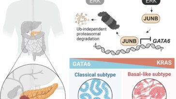 Résumé de la découverte par les chercheurs de la faculté de médecine de Duke-NUS