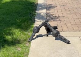 Robots indestructibles : des machines à pattes qui se réparent d'elles-mêmes après un choc 11 Robots que no se rinden: la IA diseña máquinas con patas que se reparan solas tras sufrir daño