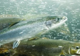 Cocaïne détectée dans les rivières : un danger pour le comportement des saumons