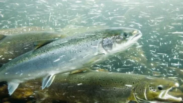 Cocaïne détectée dans les rivières : un danger pour le comportement des saumons