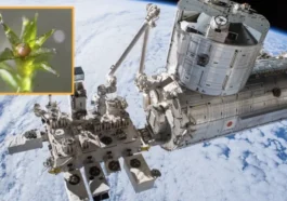 La NASA révèle que la présence de mousse sur l'ISS prouve qu'il est possible de terraformer Mars