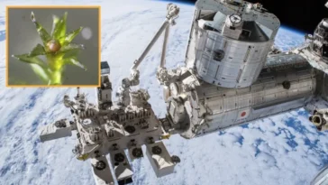 La NASA révèle que la présence de mousse sur l'ISS prouve qu'il est possible de terraformer Mars