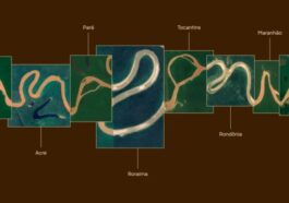 Le logo de la plus grande forêt du monde a été dessiné par la rivière elle-même. Découvrez le résultat !