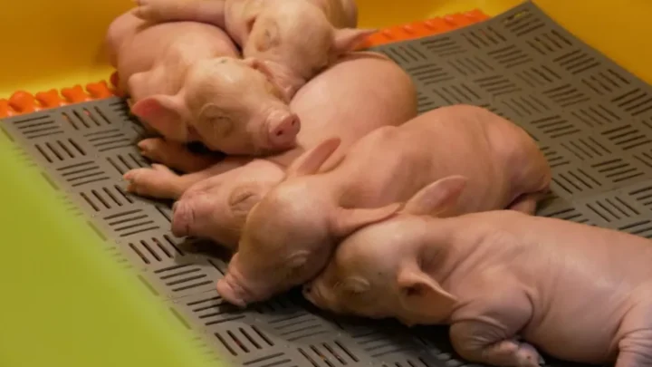 Poutine rêve d'immortalité : des cochons miniatures et l'impression 3D pour fabriquer des organes humains 4 1780091030 103 Poutine reve dimmortalite des cochons miniatures et limpression 3D